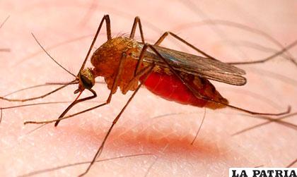 El mosquito de la Malaria