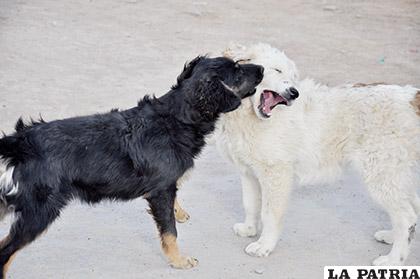 En Oruro se busca reducir los casos de rabia y la sobrepoblación canina