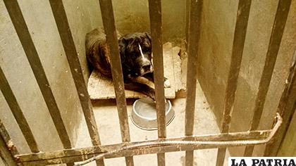 Animales capturados por Cemzoor que no son reclamados son eliminados