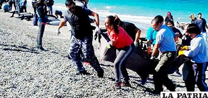 Miembros del Centro Nacional Patagónico retiraron de la playa los delfines muertos