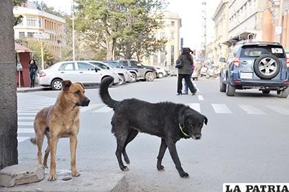 Los vecinos piden activar algún plan para frenar ataques de canes / LA PATRIA