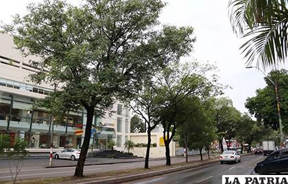 La municipalidad de la capital realizó el censo de árboles /EFE