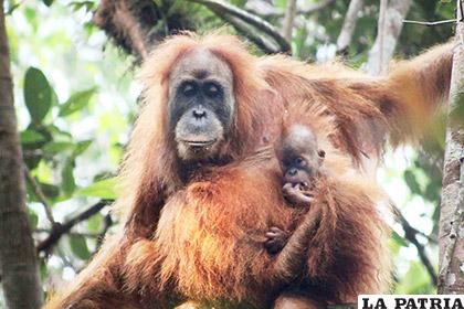 Los ambientalistas insistirán en su reclamo por el orangután /AP