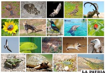 Buscan evitar el tráfico de cientos de especies /emisorasunidas.com