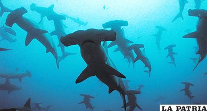 Investigarán el hábitat de los tiburones /elnuevodiario.com.do