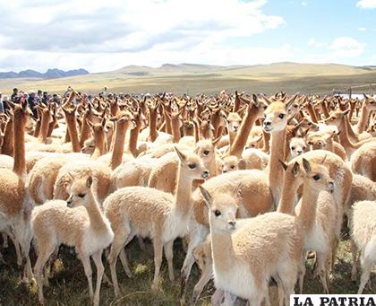 Las vicuñas fueron declaradas patrimonio natural del país /LA PATRIA