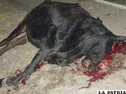 La muerte trágica de una de las vacas /LA PATRIA