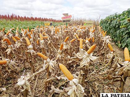 Quieren el uso de biotecnología en cultivo de maíz