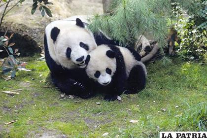 Los pandas serán enviados a su patria ancestral /WP.COM