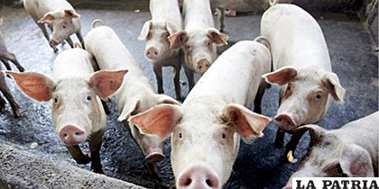 Imagen de una granja porcina /Archivo EFE /Made Nagi