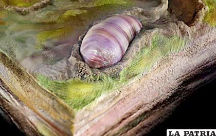 La diminuta criatura, similar a un gusano y llamada Ikaria wariootia, es el primer animal bilateriano /img.europapress.es
