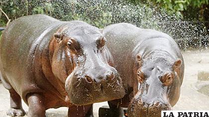 Dos hipopótamos juegan en el rancho Nápoles, que fue de Pablo Escobar y mide 2.000 hectáreas /AFP /RAUL ARBOLEDA