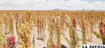 En esta temporada del año, la cosecha de la quinua es la actividad que desarrollan los municipios productores /LA PATRIA