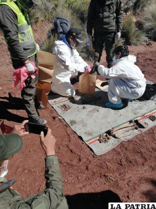 Una muestra obtenida de los restos óseos y enviada al IDIF /LA PATRIA