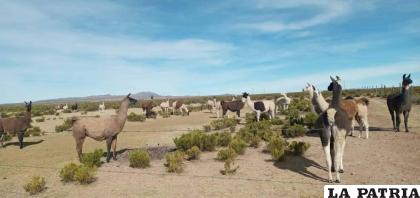 El ganado camélido será uno de los más afectados con la sequía
