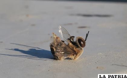 Las abejas mueren minutos después de eyacular /EMILY HUXTER
