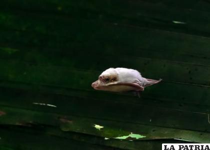 El murciélago blanco es diminuto /GETTY IMAGES