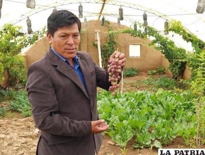 Alcalde de Caracollo, Justo Ventura con la uva de Collpaña /GAMC