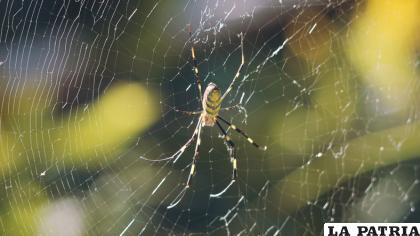 La araña joro en su telaraña /GETTY IMAGES

