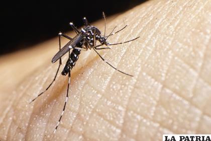 El mosquito que traspasó el Atlántico /Getty Images