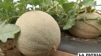El melón es una fruta sabrosa y rica en fibra /THE GOURMET