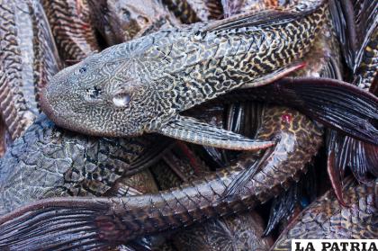 Estos peces en acuario son controlables, pero devastadores en el río /GETTY IMAGES