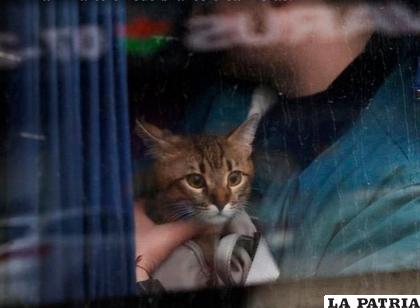 Un gato desconcertado parte a un lugar desconocido /CANALNET