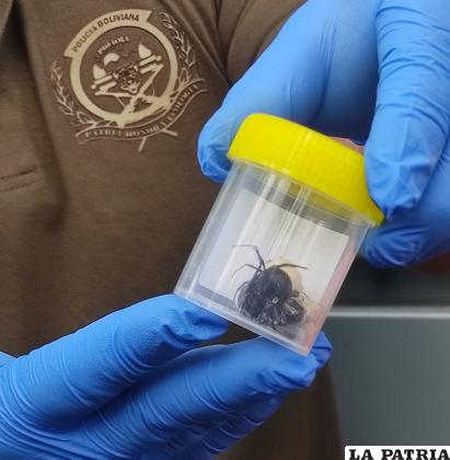 Arañas recolectadas del Penal “La Merced” /GAMO