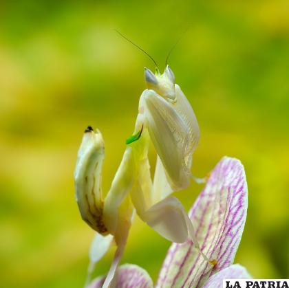 La mantis orquídea es un hermoso insecto /WIKIPEDIA
