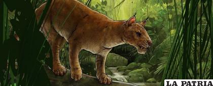El tigre dientes de sable sería el primer felino con dieta carnívora
/San Diego Natural History Museum

