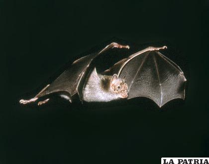 Esta especie tiene un instructivo genético para comer sangre /WIKIMEDIA COMMONS