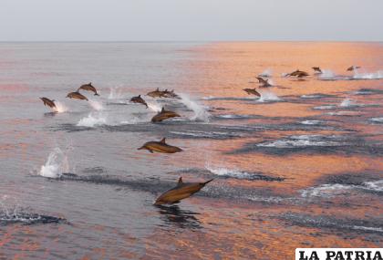 Una manada de delfines persigue peces al atardecer en el Océano Índico /Getty Images