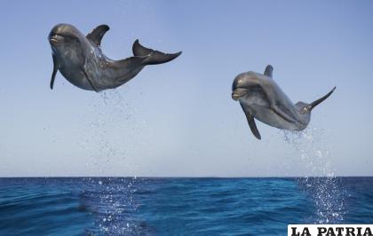 Los delfines son animales mamíferos /Getty Images