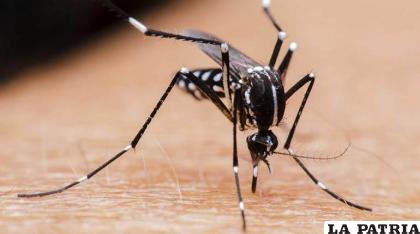 El mosquito del dengue /RR.SS 
