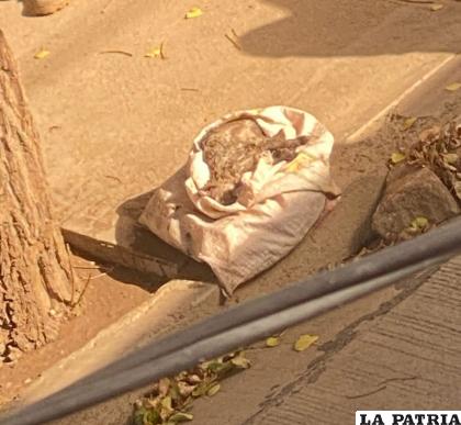 El gatito fue hallado en la vía pública tras ser ahogado por su dueña /LA PATRIA
