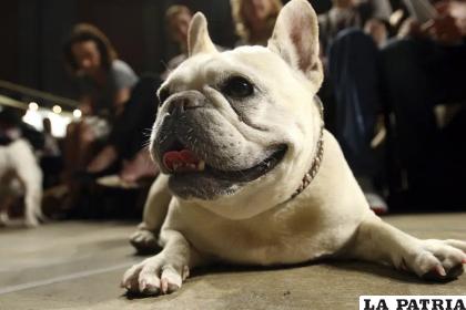Lola, una perrita de raza bulldog francés /AP Foto /Tina Fineberg, Archivo