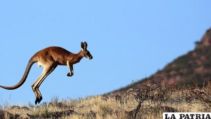 Imagen de un canguro rojo en pleno salto. /Andoni Canela
