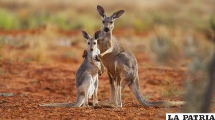 De esta manera se dejará de lado la polémica por el uso de cuero de estos animales /RRSS