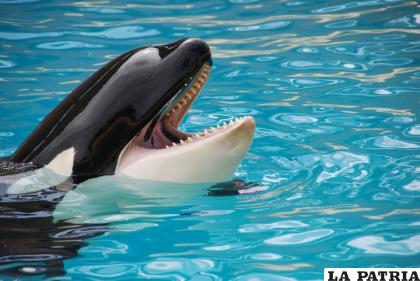 Kiska era considerada como ??la orca más solitaria del mundo?/Schmid-Reportagen 
/ Pixabay
