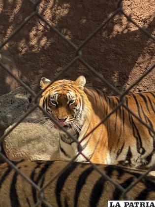 Los tigres disminuyeron en los recientes años en India y el mundo / RRSS