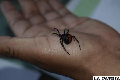 Viudas negras se encuentran en todo el municipio / SEDES
