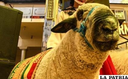 Productores de ovino de Toledo se preparan para su feria anual / LA PATRIA