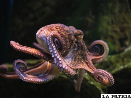 Estos animales son considerados de los más raros /iStock

