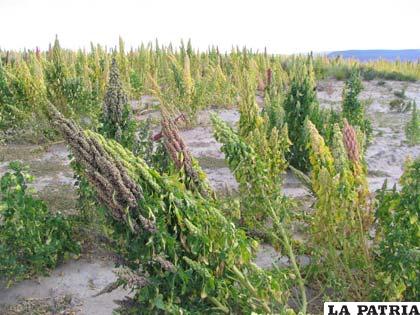 Lidema alerta riesgo de uso de químicos en plantaciones de quinua