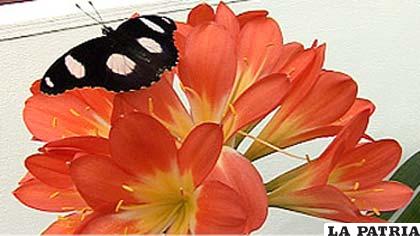 Algunas mariposas sólo se alimentan del polen de las flores