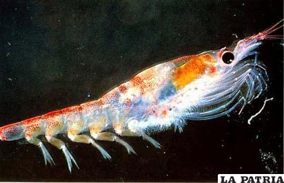 El krill antártico es una criatura parecida al camarón, que alcanzan una longitud de unos 6 cm.