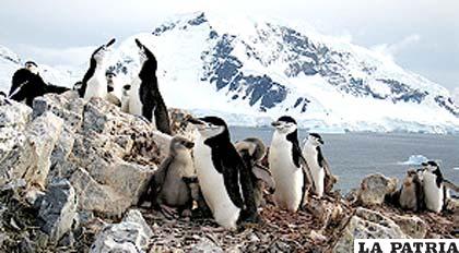 El número de pingüinos barbijo está disminuyendo vertiginosamente.