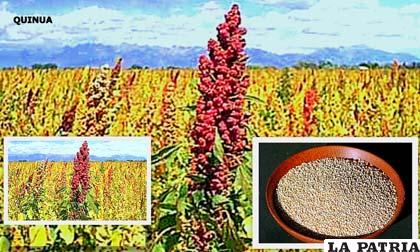 Bolivia es el principal exportador de quinua orgánica a nivel mundial