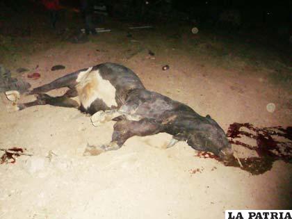 Toro perdió la vida a consecuencia del hecho de tránsito