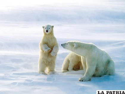 Los osos polares están protegidos por el primer ministro ruso Putin